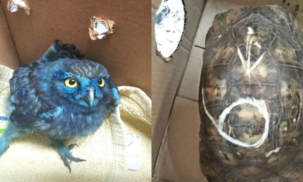 Φρικτά περιστατικά: Έβαψαν κουκουβάγια και χάραξαν το καβούκι χελώνας